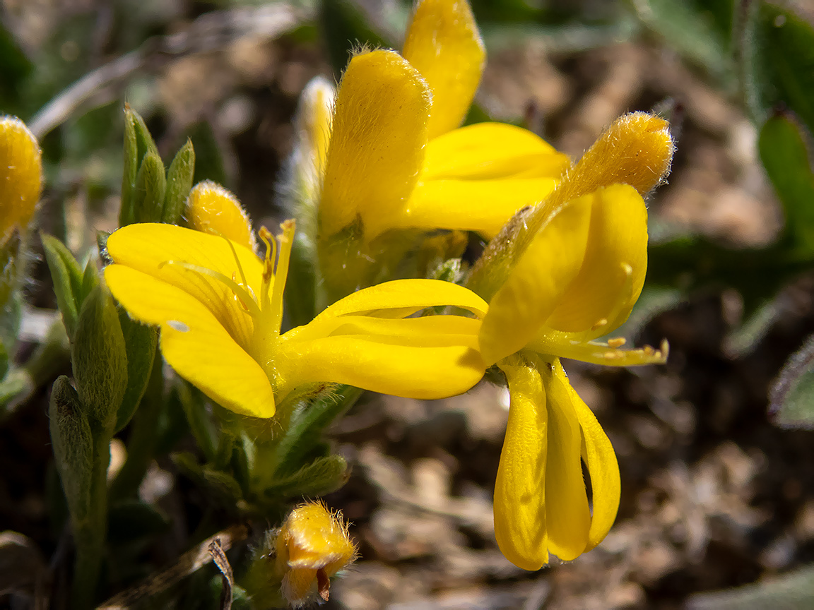 Image of Genista scythica specimen.