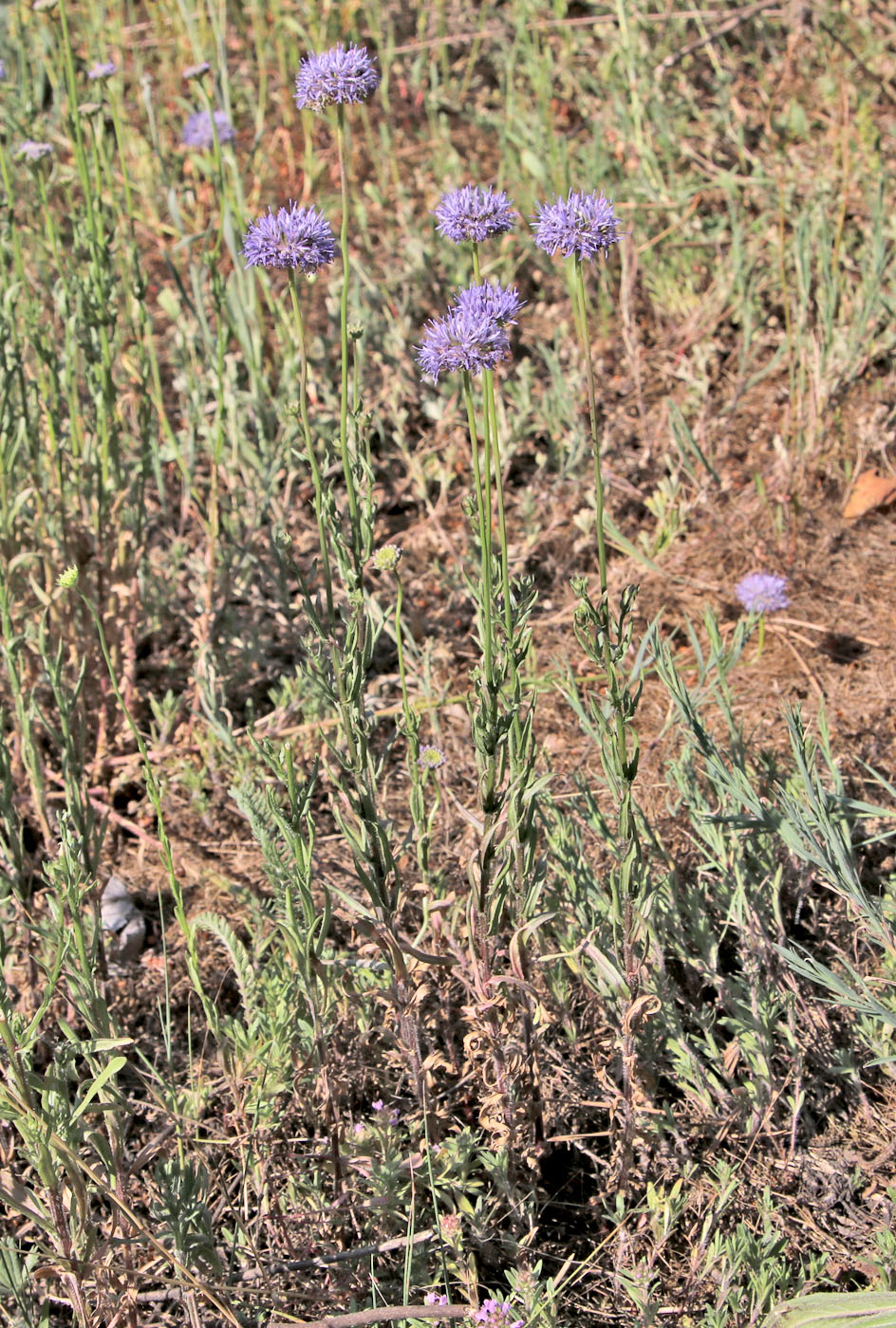 Image of Jasione montana specimen.