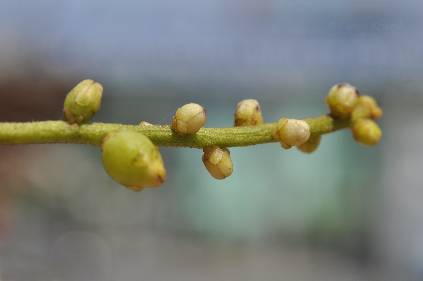 Image of Cassytha filiformis specimen.