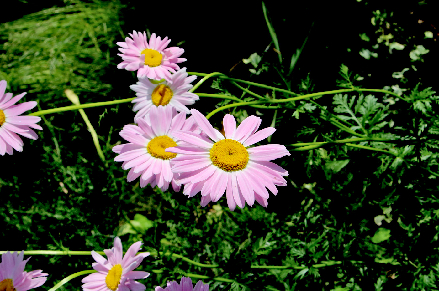 Image of Pyrethrum coccineum specimen.