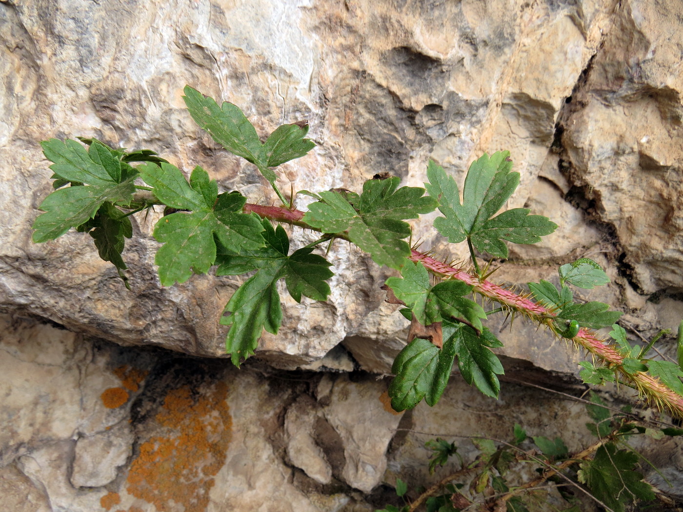 Image of Grossularia acicularis specimen.