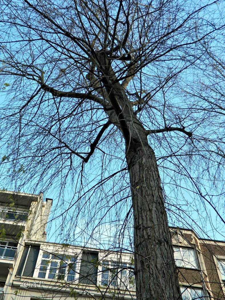 Изображение особи Acer saccharinum.