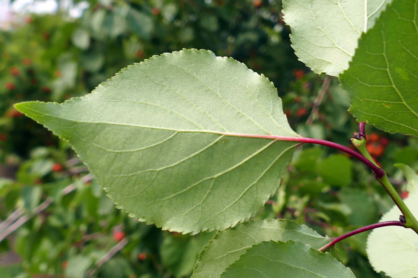 Image of Armeniaca vulgaris specimen.