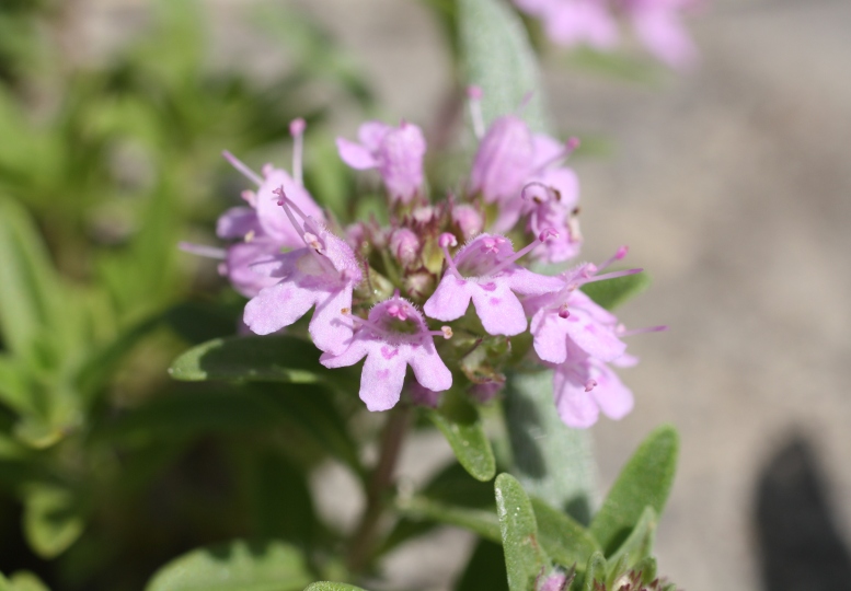 Изображение особи Thymus &times; dimorphus.