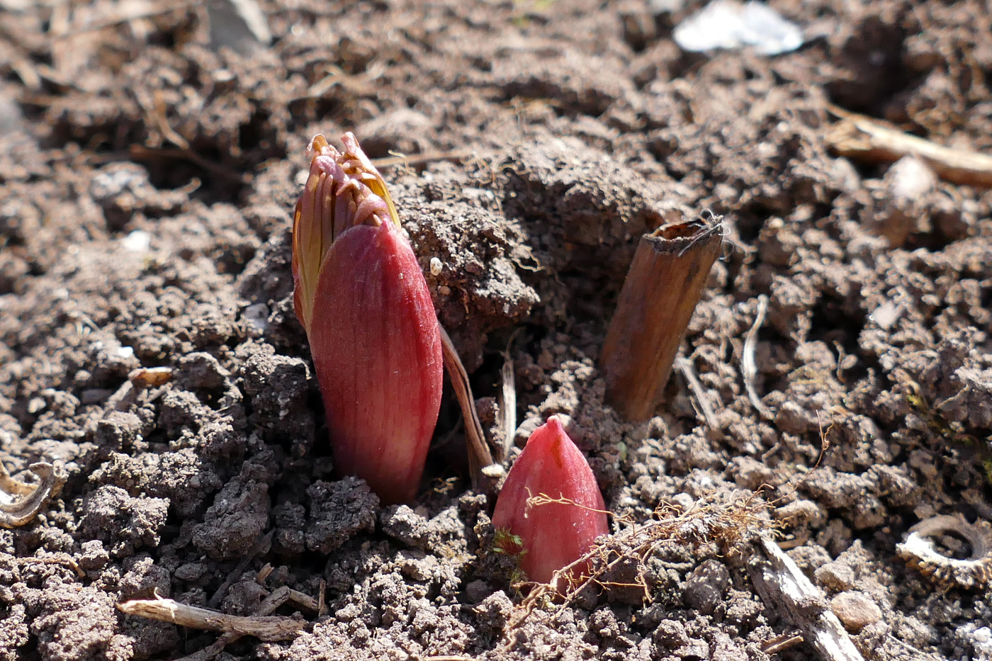 Image of Paeonia anomala specimen.