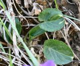 genus Viola. Розетка листьев цветущего растения. Дагестан, Гунибский р-н, заброшенное с. Гамсутль, каменистый склон вдоль тропы к селу. 03.05.2025.