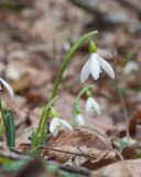 Galanthus alpinus. Цветущие растения. Краснодарский край, Крымский р-н, окр. станицы Неберджаевская, ур. Малый Яр, буково-грабово-дубовый лес. 18.02.2026.