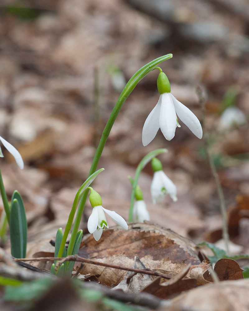 Изображение особи Galanthus alpinus.
