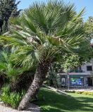 Image of taxon representative. Author is Марина Скотникова