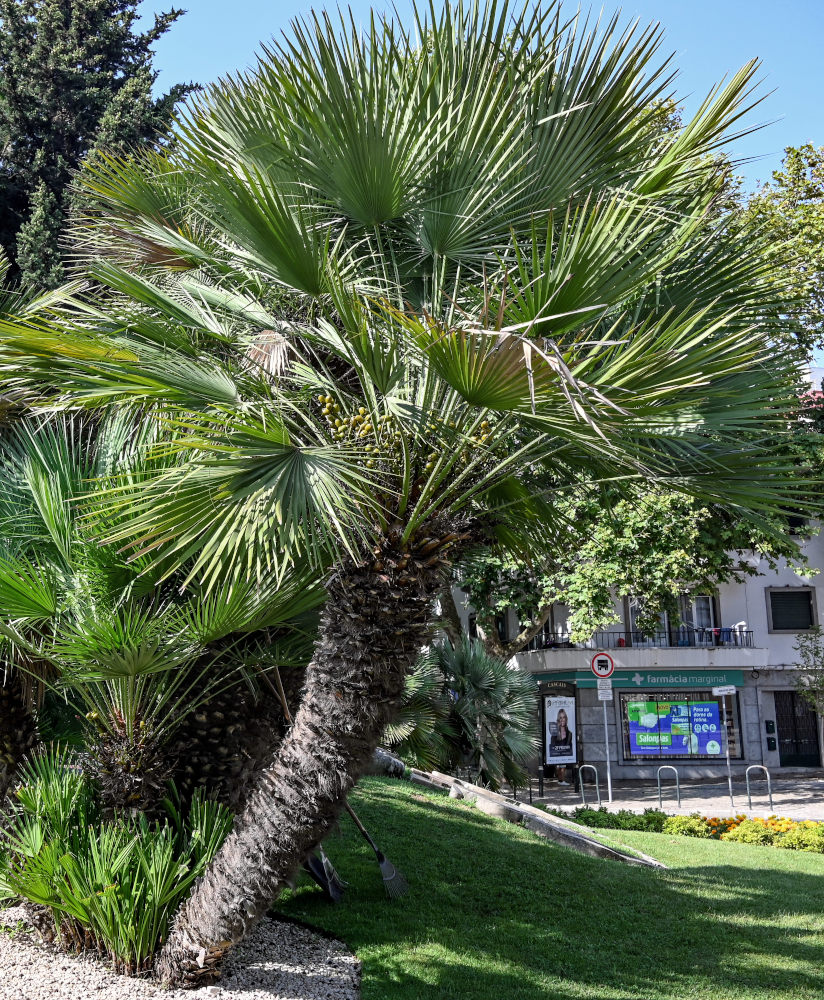 Image of Chamaerops humilis specimen.