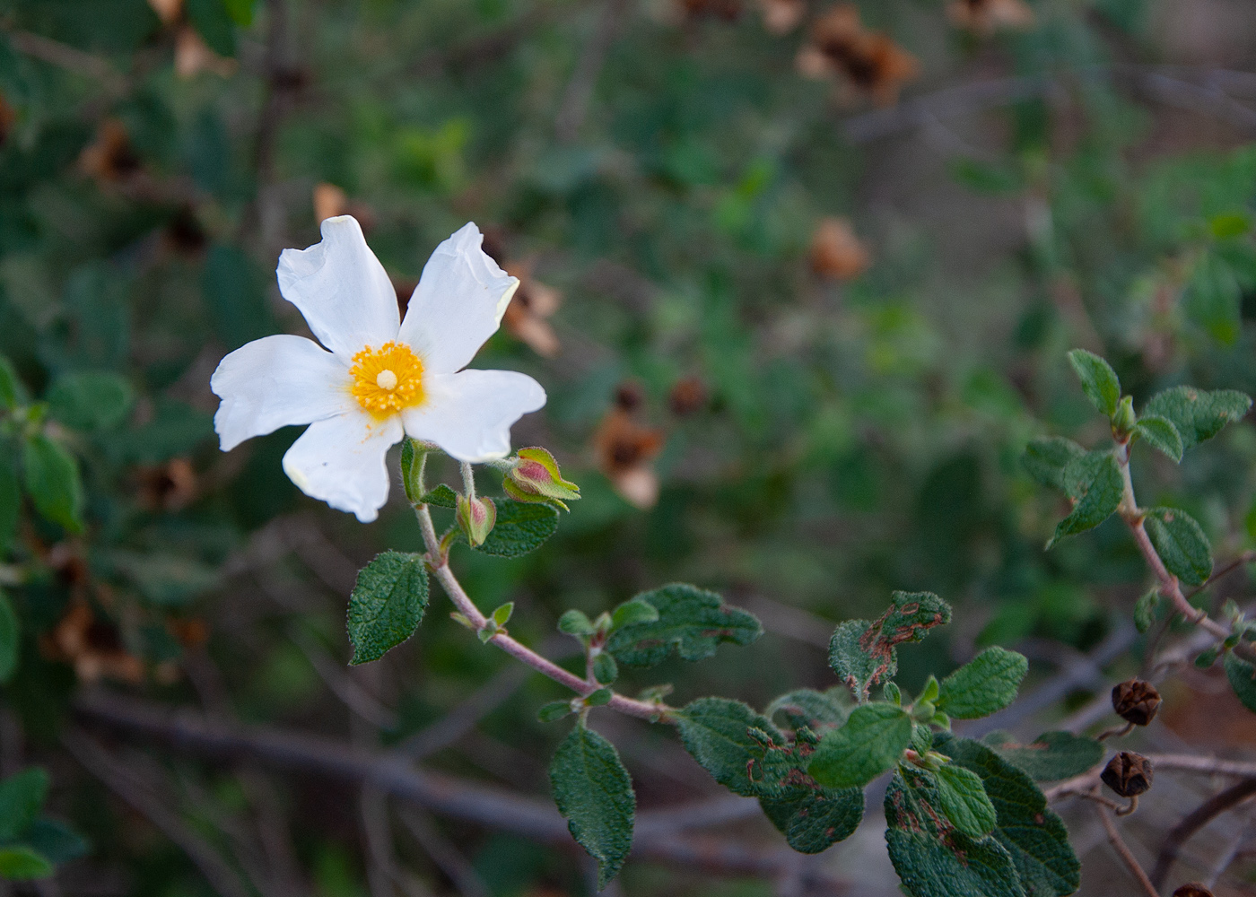 Image of Cistus salviifolius specimen.