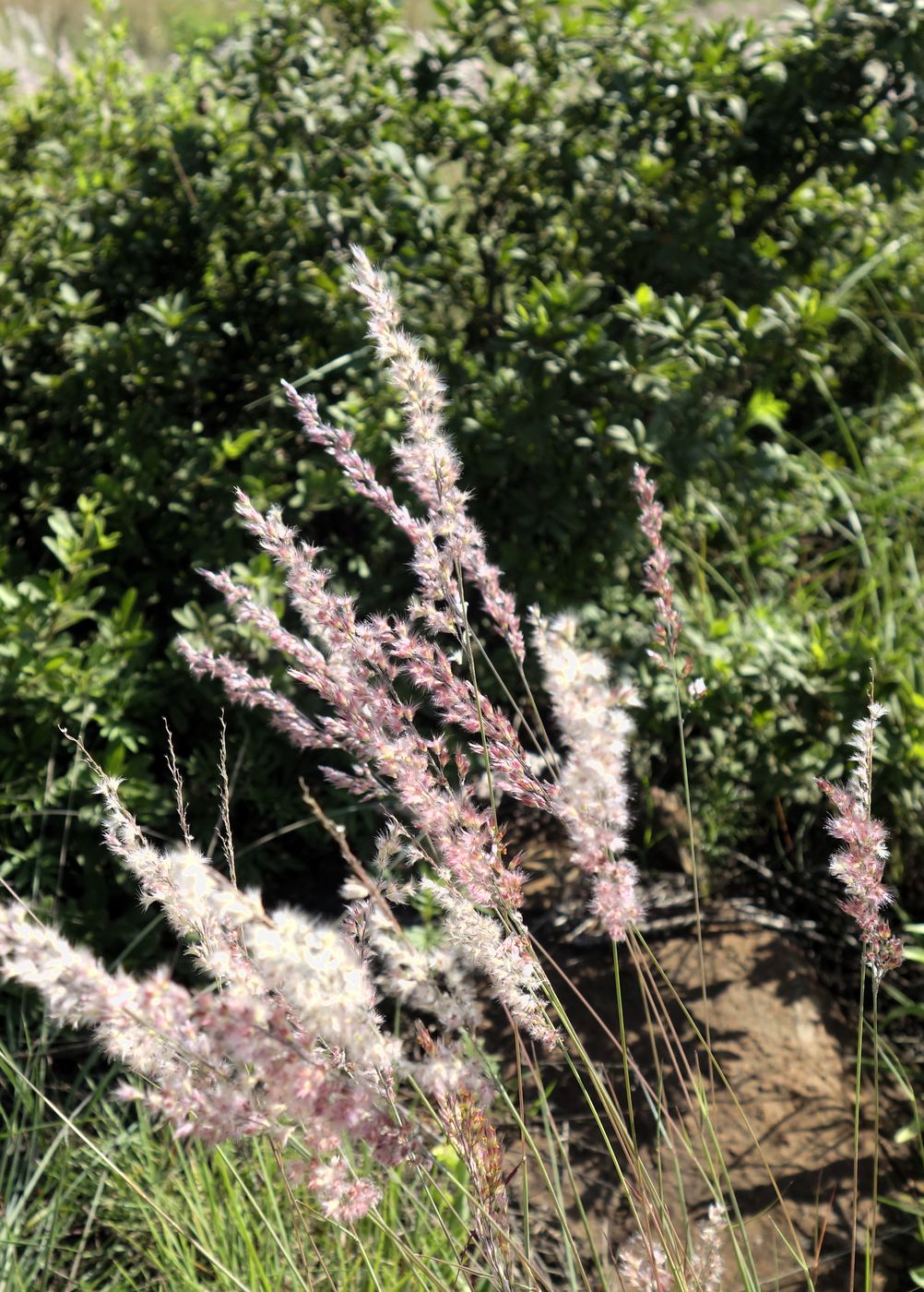 Изображение особи Melinis nerviglumis.