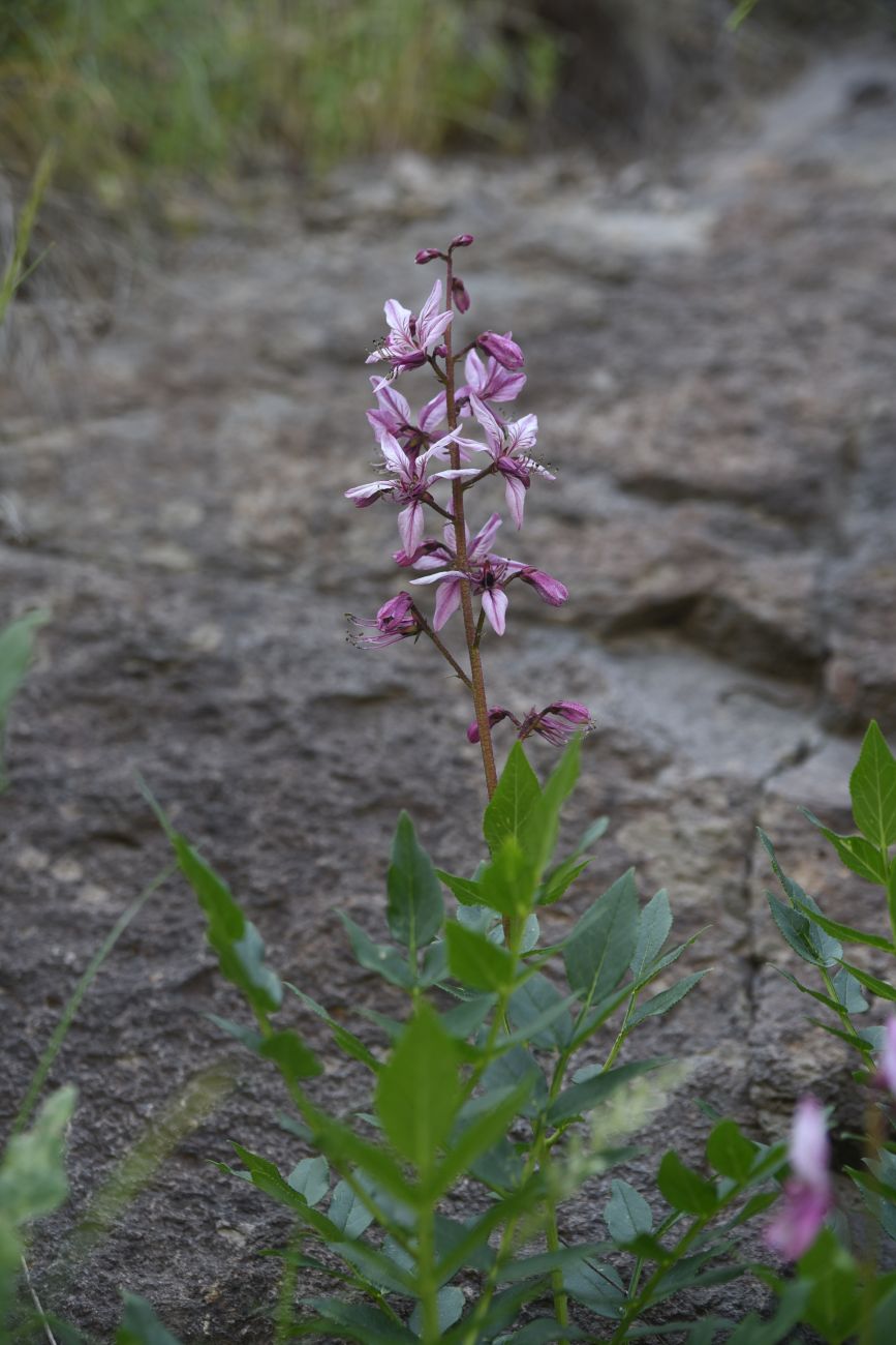 Image of Dictamnus caucasicus specimen.