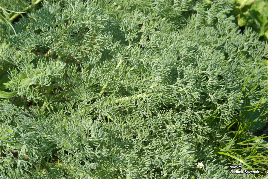 Image of Prangos odontalgica specimen.