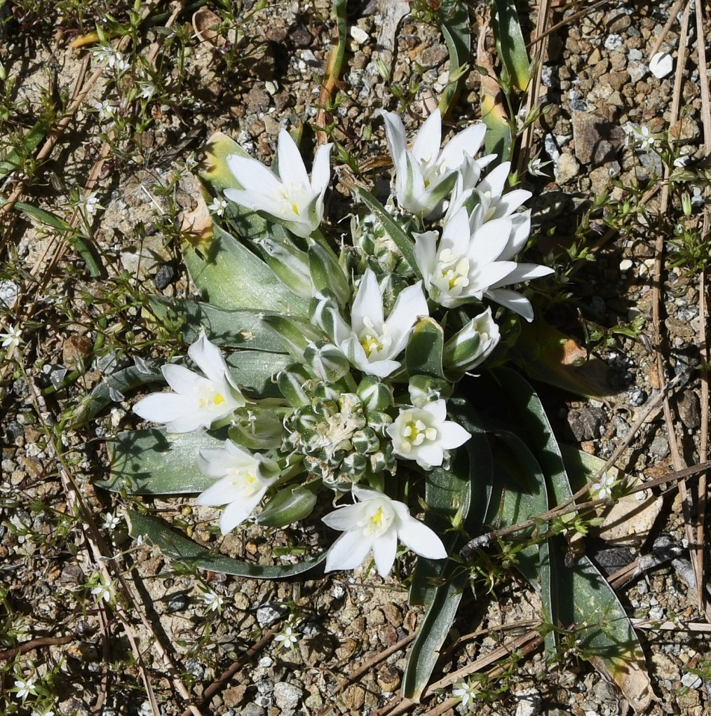 Image of Ornithogalum chionophilum specimen.