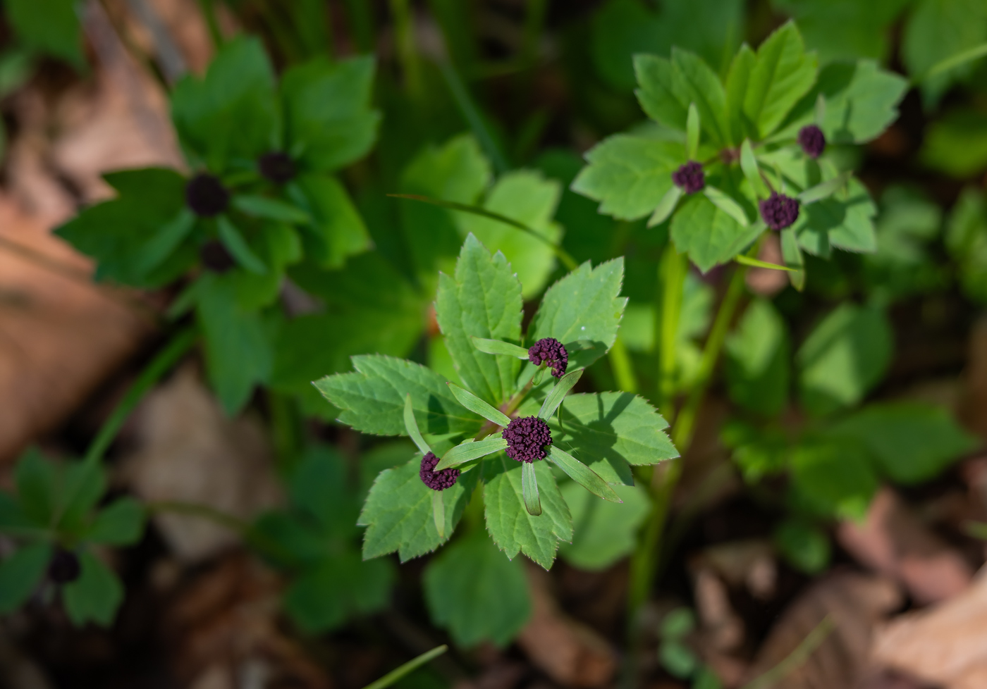 Изображение особи Sanicula rubriflora.