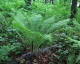 Matteuccia struthiopteris. Растение с молодыми стерильными и прошлогодней фертильной вайями. Приморский край, окр. г. Находка, широколиственный лес. 30.05.2016.