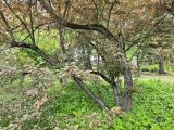 genus Cerasus