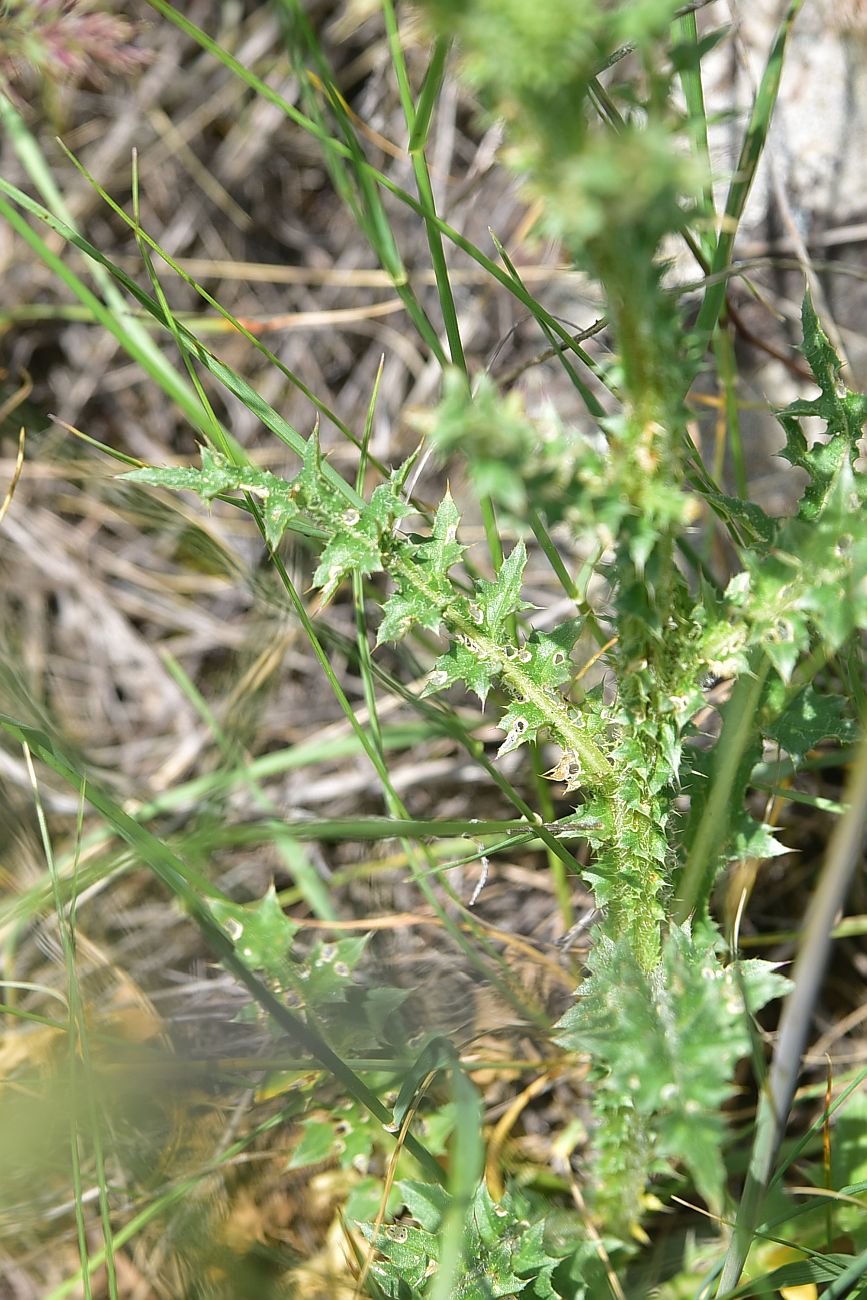 Image of genus Carduus specimen.