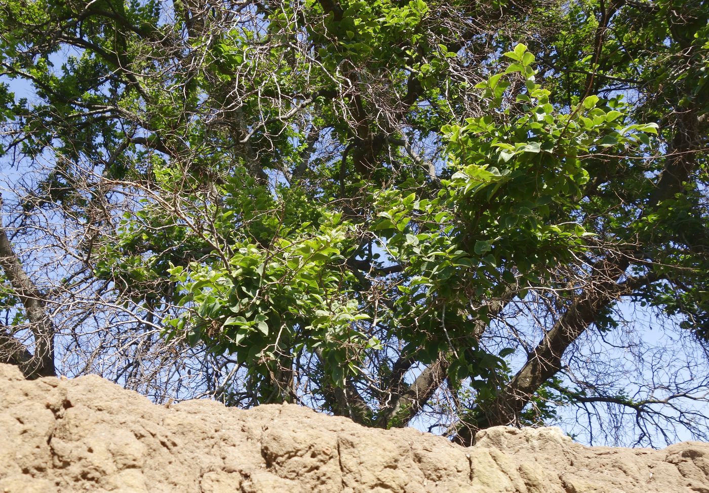 Image of Unknown species specimen.