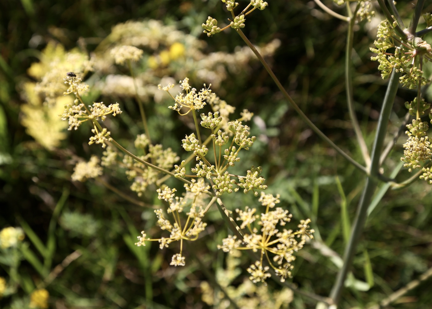 Image of Ferula kelleri specimen.