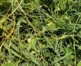 Cuscuta campestris