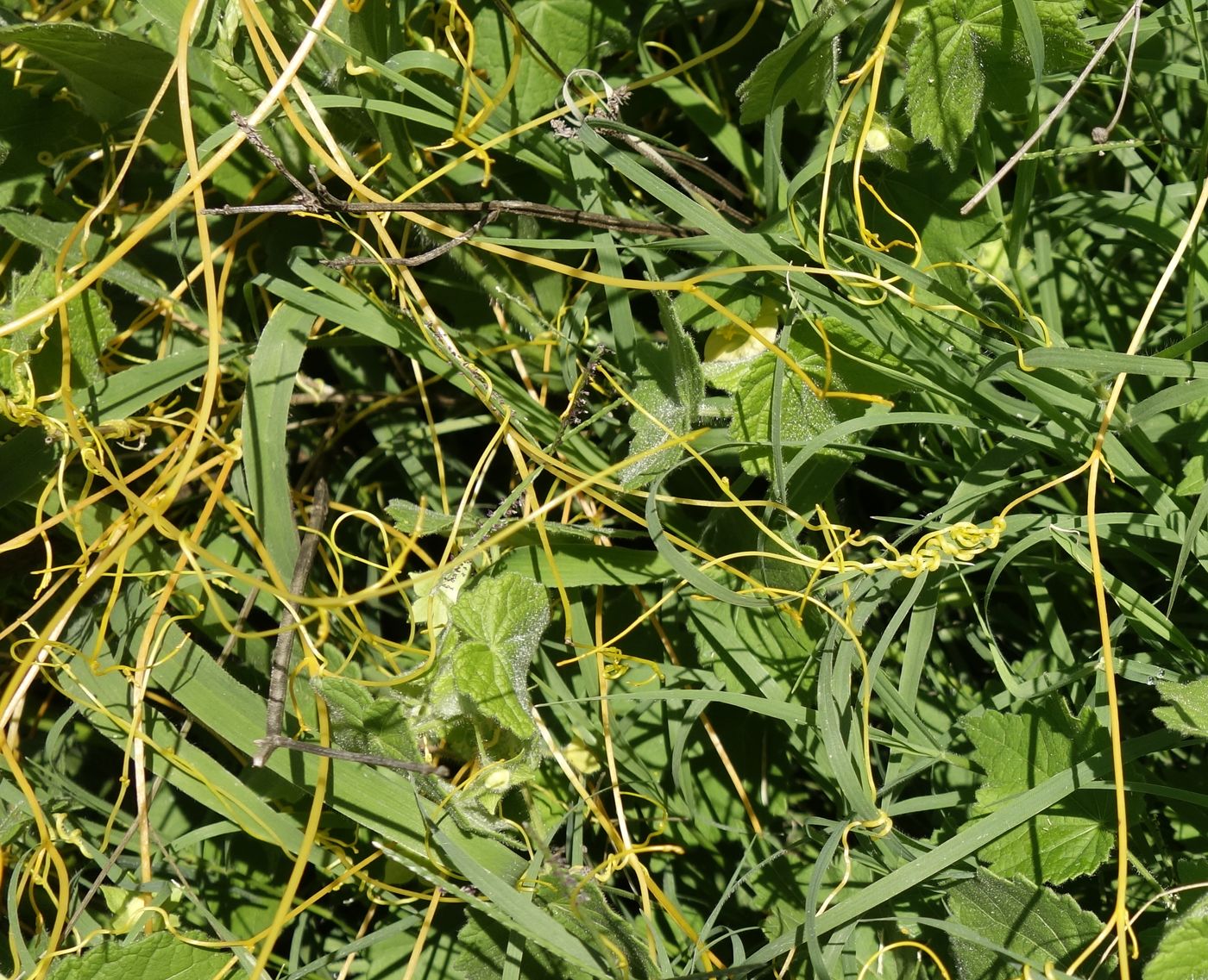 Изображение особи Cuscuta campestris.