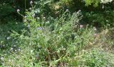 Centaurea jacea. Цветущее растение. Узбекистан, г. Ташкент, Ботанический сад им. Ф.Н. Русанова, в культуре. 25.07.2026.