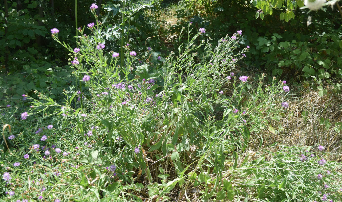 Image of Centaurea jacea specimen.