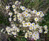 Erigeron annuus. Соцветия. Чувашия, г. Маринский Посад, Куйбышевское водохранилище, обсохшая отмель. 29.09.2007.