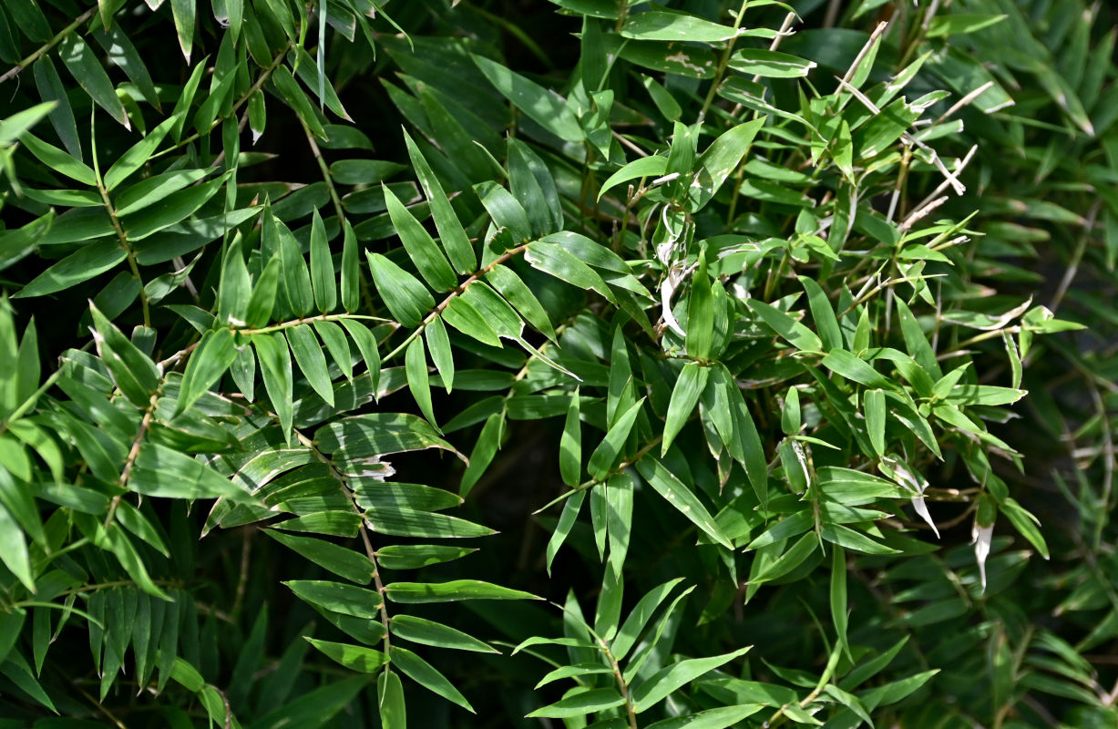 Image of Bambusa multiplex specimen.