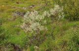 Salix lapponum. Вегетирующий куст. Полярный Урал, верховья р. Большой Ханмей, ерниково-травяная кочкарная тундра. 16.08.2026.