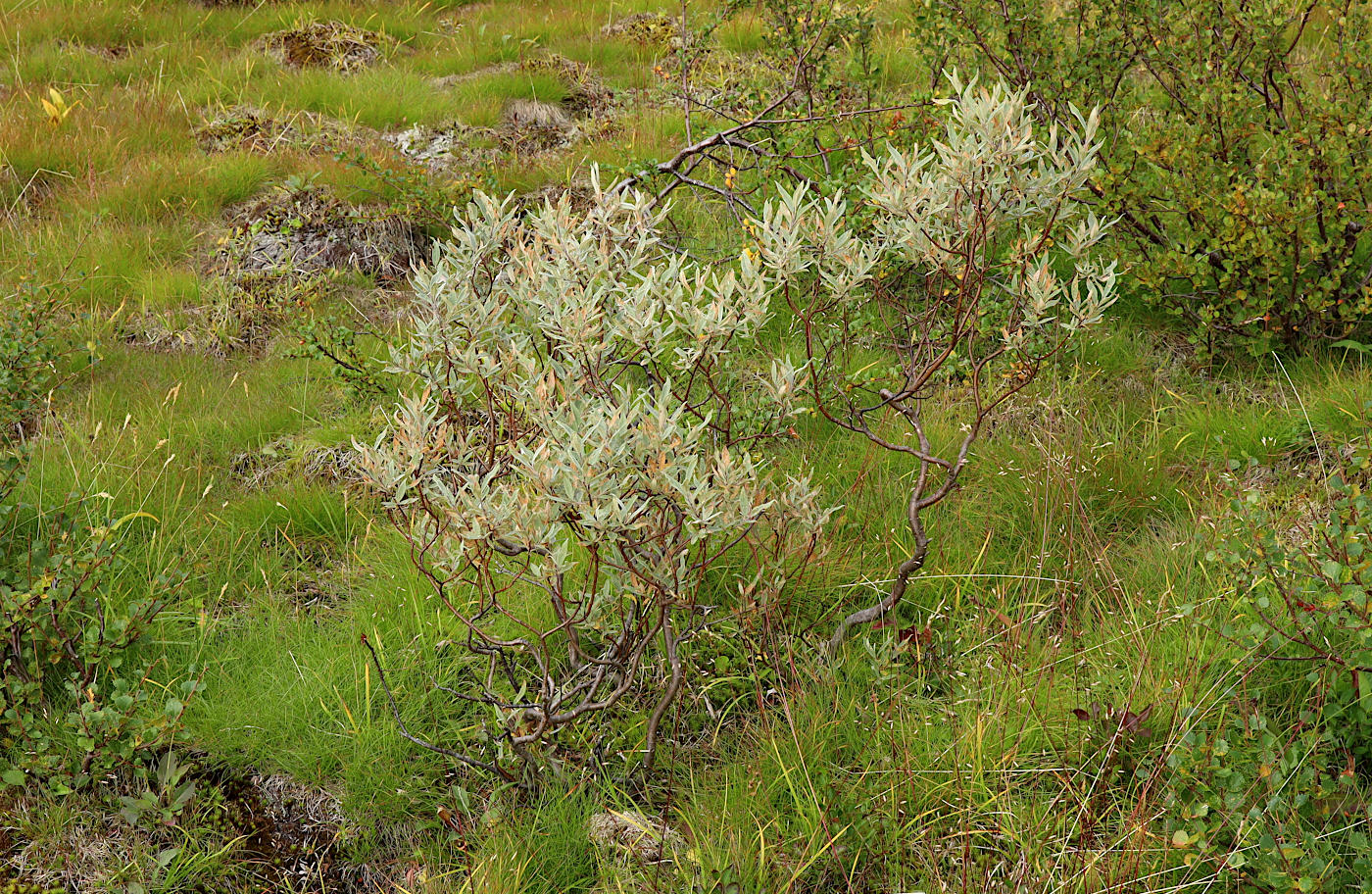 Image of Salix lapponum specimen.