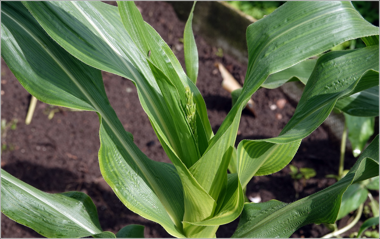 Image of Zea mays specimen.