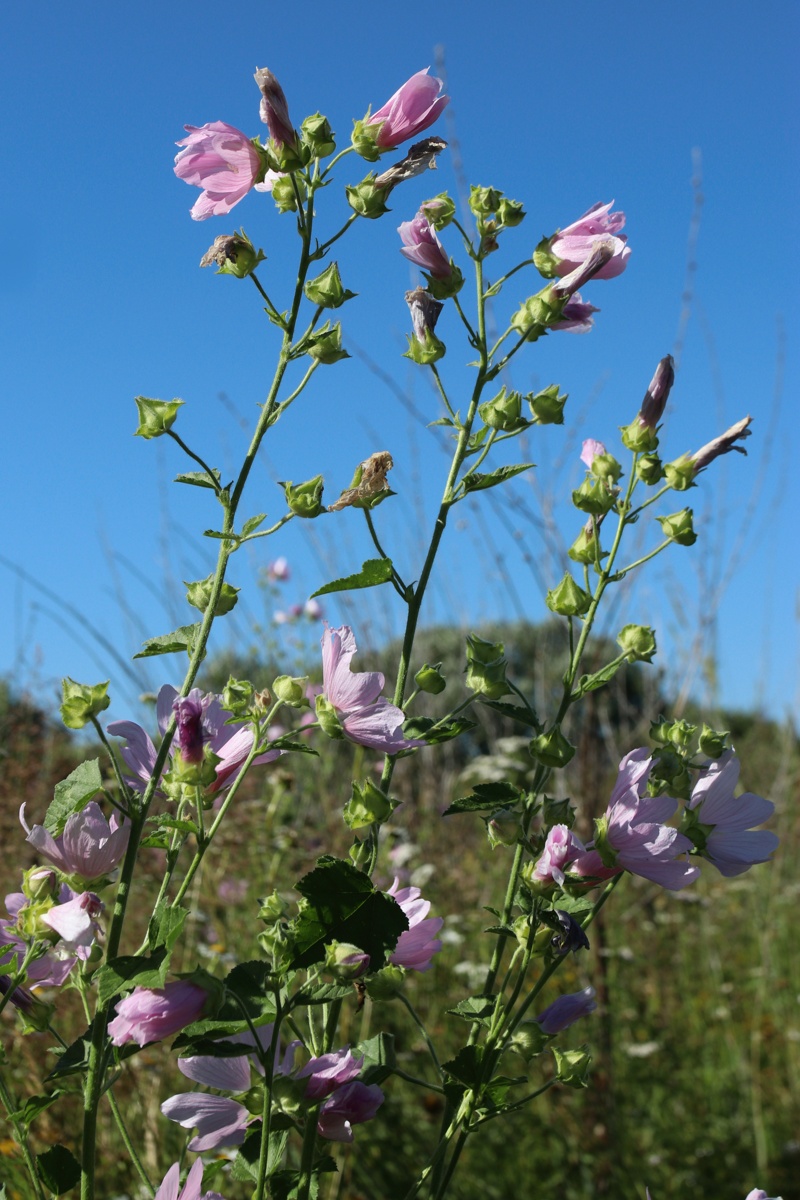 Image of Malva thuringiaca specimen.