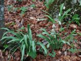 Galanthus plicatus. Цветущие растения. Крым, Ангарский перевал. 30.04.2011.