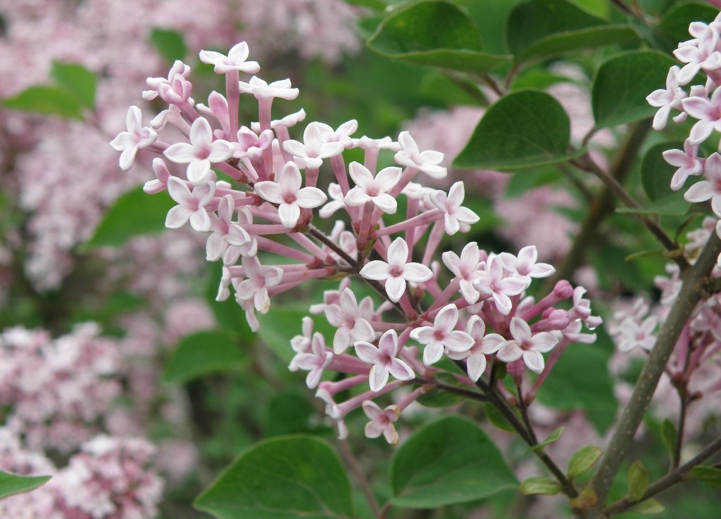 Image of Syringa meyeri specimen.