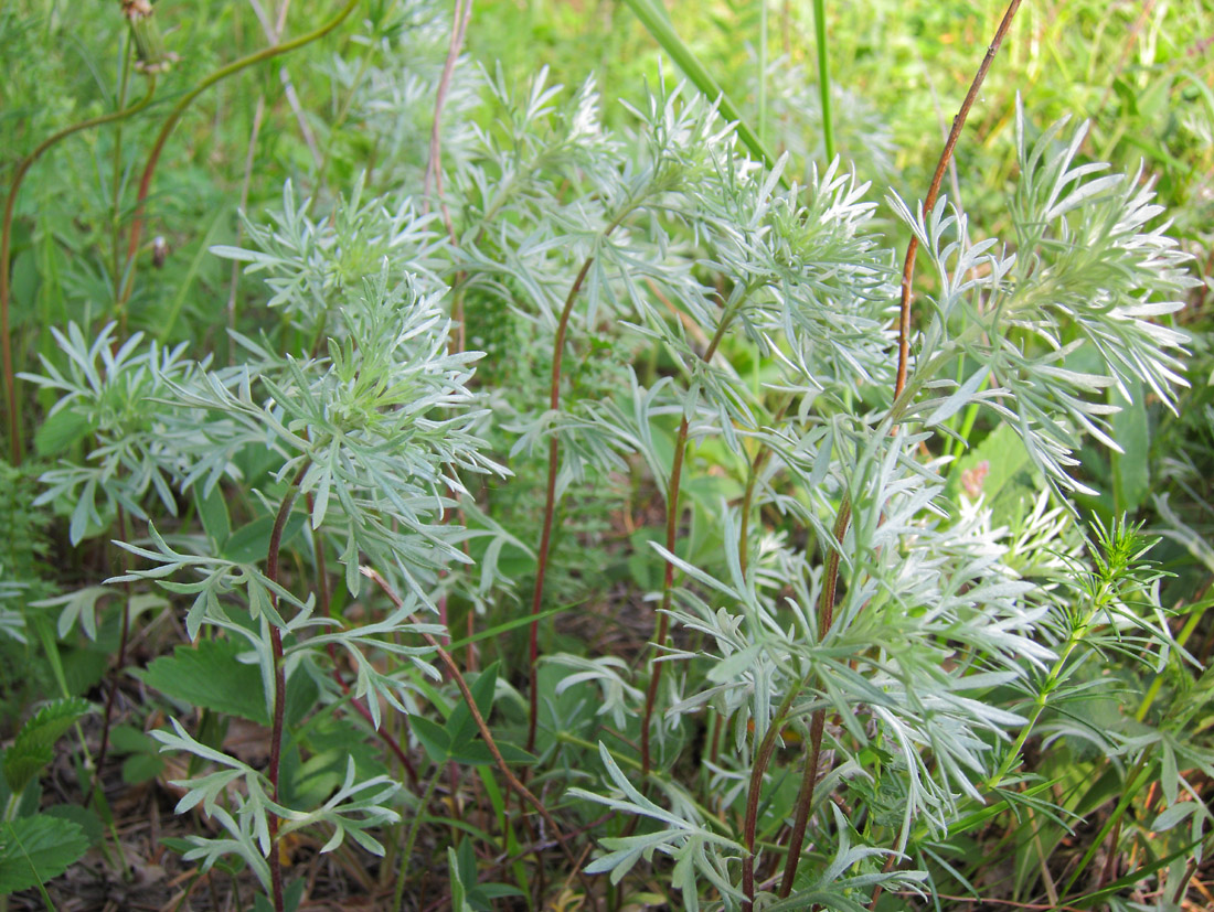 Изображение особи Artemisia sericea.