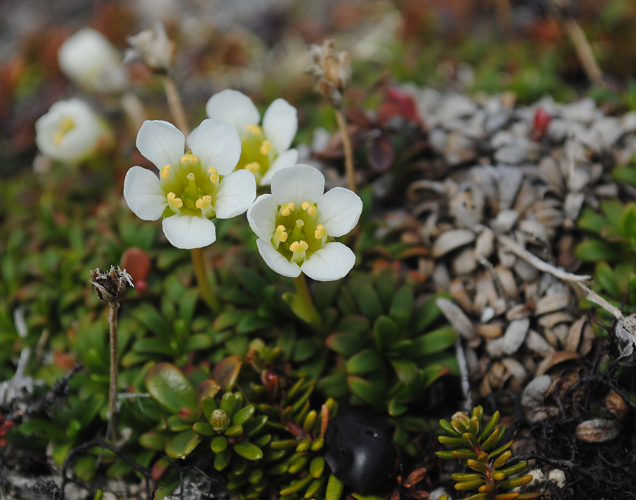 Изображение особи Diapensia lapponica.