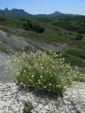 Lepidium turczaninowii. Цветущее и плодоносящее растение. Крым, окр. пос. Коктебель. 10 июня 2011 г.