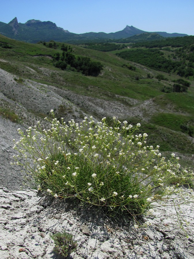 Image of Lepidium turczaninowii specimen.