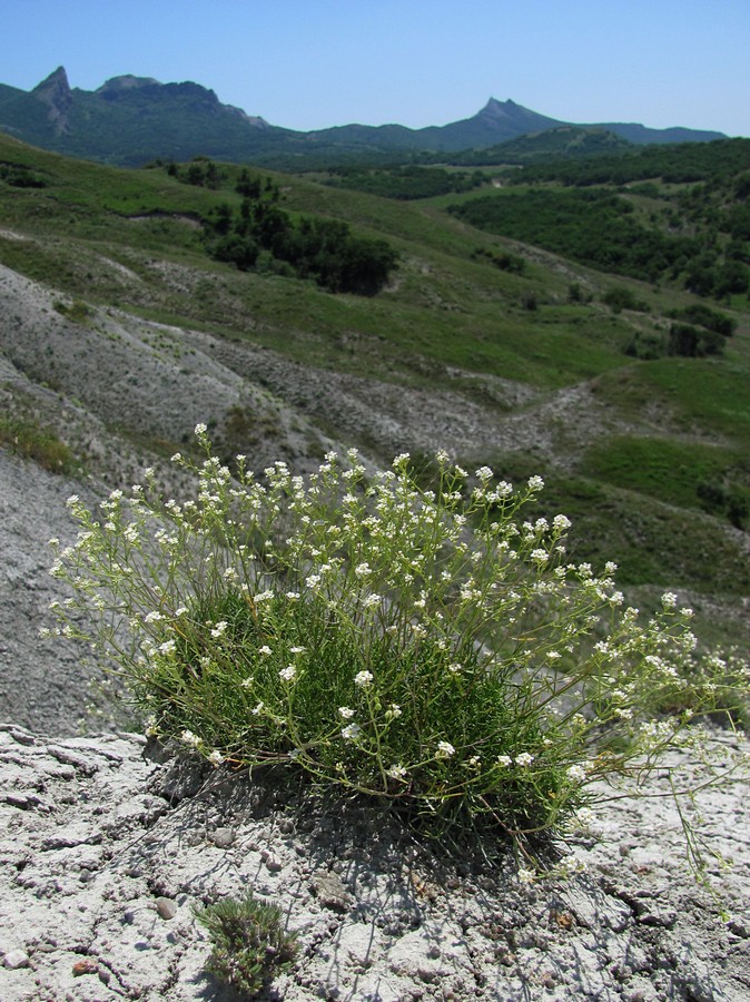 Изображение особи Lepidium turczaninowii.