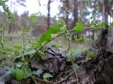 Fallopia dumetorum