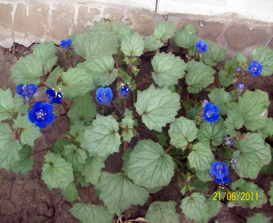 Изображение особи Phacelia campanularia.