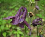 род Aquilegia