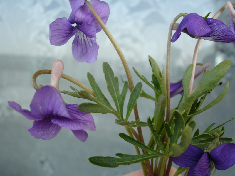 Image of Viola dissecta specimen.