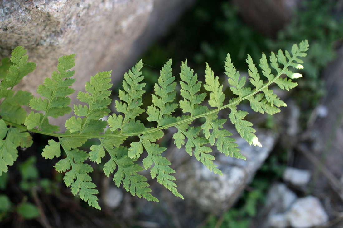 Изображение особи Cystopteris fragilis.