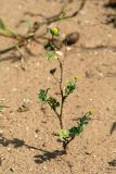 Medicago lupulina. Цветущее растение. Республика Татарстан, национальный парк \"Нижняя Кама\". 12.08.2011.