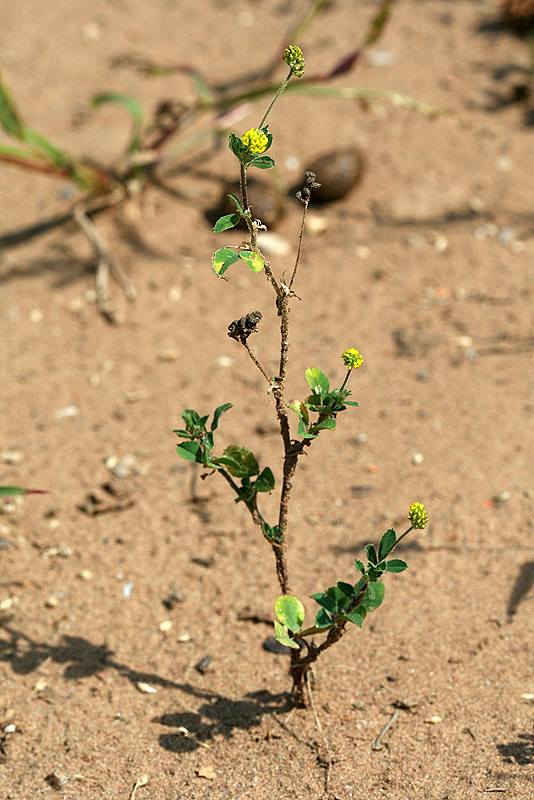 Image of Medicago lupulina specimen.