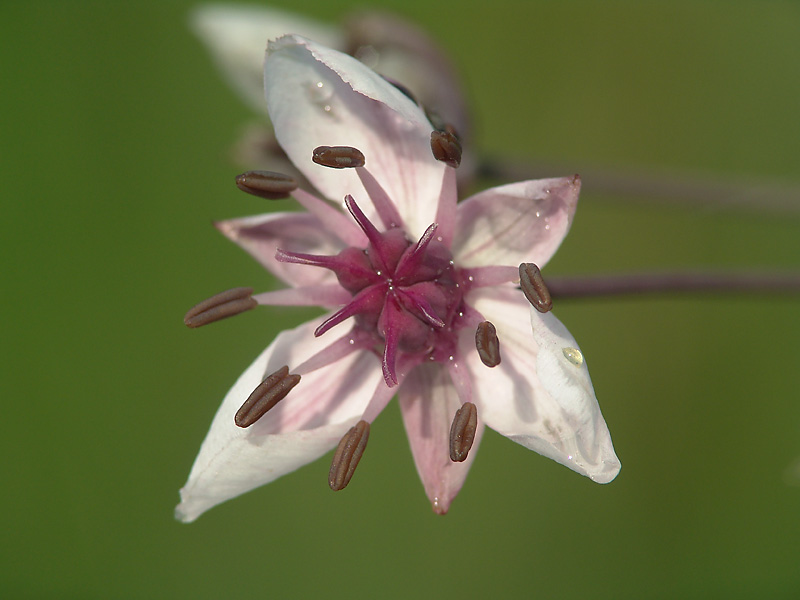 Изображение особи Butomus umbellatus.